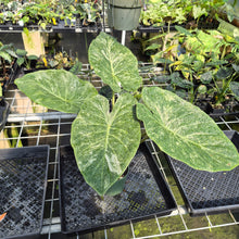 Load image into Gallery viewer, Alocasia Wentii Pink Splash Variegated exact plant, Fedex 2day*
