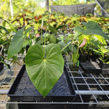 Load image into Gallery viewer, Anthurium Faustomirandae, Faustino&#39;S Giant, Exact Plant Ships Nationwide
