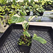Load image into Gallery viewer, Monstera Lechleriana Variegated exact plant, Fedex 2day*
