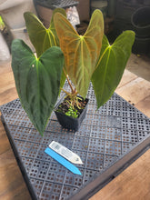 Load image into Gallery viewer, Anthurium Papillilaminum Fort Sherman X ( FS X Ralph Lynam), Ships Nationwide
