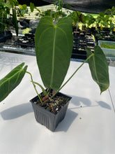 Load image into Gallery viewer, Anthurium Cirinoi, Exact Plant Ships Nationwide
