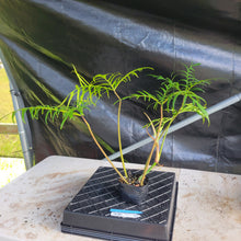 Load image into Gallery viewer, Philodendron Polypodioides, Exact Plant Ships Nationwide
