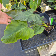 Load image into Gallery viewer, Philodendron Corsinianum, Exact Plant Ships Nationwide
