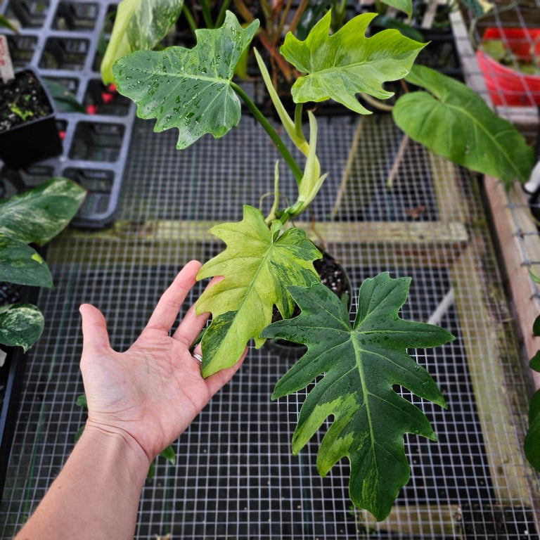 Philodendron Radiatum, Exact Plant Variegated Ships Nationwide