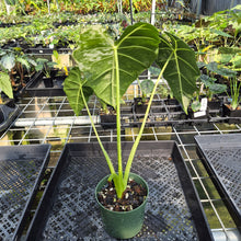 Load image into Gallery viewer, Alocasia Frydek Variegated exact plant, Fedex 2day*
