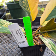 Load image into Gallery viewer, Philodendron Caramel Marble, Exact Plant Variegated Ships Nationwide
