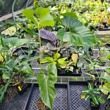 Load image into Gallery viewer, Anthurium Decipiens, Exact Plant X-Large
