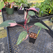 Load image into Gallery viewer, Philodendron Pink Princess Galaxy, Exact Plant Variegated Ships Nationwide
