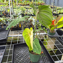 Load image into Gallery viewer, Philodendron Gloriosum, Pink Veined Back exact plant, Fedex 2day
