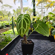 Load image into Gallery viewer, Anthurium Magnificum X Red Crystalinum, Exact Plant Ships Nationwide

