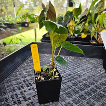 Load image into Gallery viewer, Anthurium Papillilaminum Fort Sherman X ( FS X Ralph Lynam), Exact Plant Ships Nationwide
