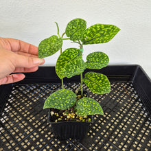 Load image into Gallery viewer, Scindapsus Snake Scale exact plant, Fedex 2day*
