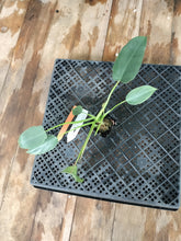 Load image into Gallery viewer, Philodendron Spiritus Sancti, Exact Plant Ships Nationwide
