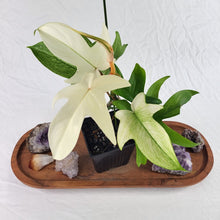 Load image into Gallery viewer, Philodendron Florida Ghost, Exact Plant Ships Nationwide
