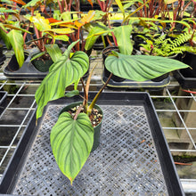 Load image into Gallery viewer, Philodendron Plowmanii, Exact Plant Ships Nationwide
