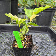 Load image into Gallery viewer, Zamioculcas Zamiifolia Wild Form ZZ, Exact Plant Variegated
