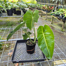 Load image into Gallery viewer, Philodendron Cordatum Kunth, Exact Plant
