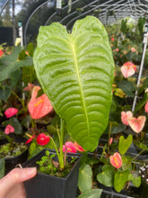 Load image into Gallery viewer, Anthurium Veitchii 4" pot, Fedex 2day*
