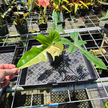 Load image into Gallery viewer, Philodendron Green Golden Dragon Variegated exact plant, Fedex 2day*
