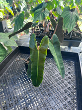 Load image into Gallery viewer, Philodendron Atabapoense Dark Form, Exact Plant Ships Nationwide
