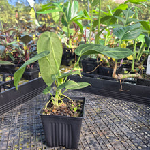 Load image into Gallery viewer, Anthurium Warocqueanum, Queen, Exact Plant Ships Nationwide
