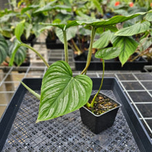 Load image into Gallery viewer, Philodendron Mamei, Exact Plant Ships Nationwide
