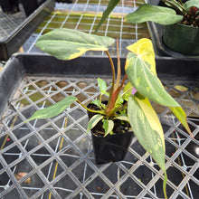 Load image into Gallery viewer, Philodendron Gloriosum variegated, Exact Plant Ships Nationwide

