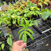 Load image into Gallery viewer, Philodendron Quercifolium, Exact Plant Ships Nationwide
