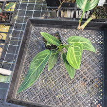 Load image into Gallery viewer, Anthurium Warocqueanum, Queen, Exact Plant Ships Nationwide
