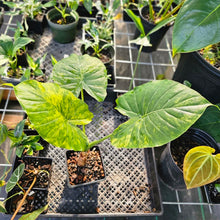 Load image into Gallery viewer, Alocasia Gageana Aurea, Exact Plant Variegated
