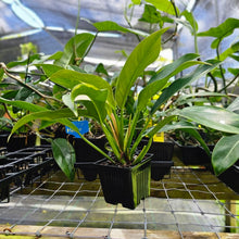 Load image into Gallery viewer, Philodendron Wend Imbe, Exact Plant Variegated Ships Nationwide
