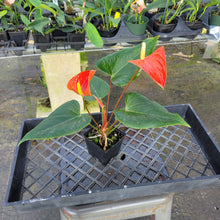 Load image into Gallery viewer, Anthurium Tropic Sunrise Bicolor Obake, Exact Plant Variegated Ships Nationwide
