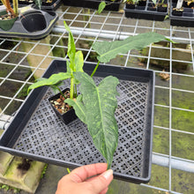 Load image into Gallery viewer, Philodendron Minarum 'Lime Fiddle' exact plant, Fedex 2day*
