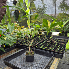 Load image into Gallery viewer, Philodendron Holtonianum, Exact Plant Ships Nationwide
