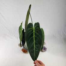 Load image into Gallery viewer, Philodendron Melanochrysum, Exact Plant X-Large
