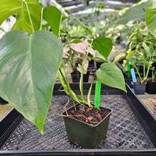 Load image into Gallery viewer, Monstera Sierrana Hawaii Clone, Exact Plant Ships Nationwide
