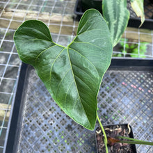 Load image into Gallery viewer, Anthurium Decipiens, Exact Plant
