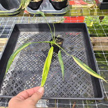 Load image into Gallery viewer, Philodendron Holtonianum Variegated, Exact Plant Ships Nationwide
