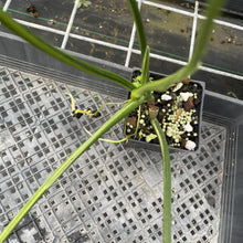 Load image into Gallery viewer, Philodendron Holtonianum Variegated exact plant, Fedex 2day*
