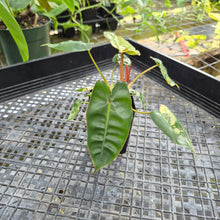 Load image into Gallery viewer, Philodendron Billietiae, Exact Plant Ships Nationwide
