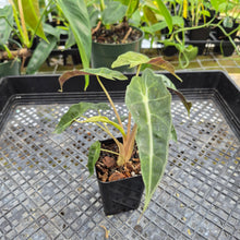 Load image into Gallery viewer, Alocasia polly aurea variegated, Exact Plant Ships Nationwide.
