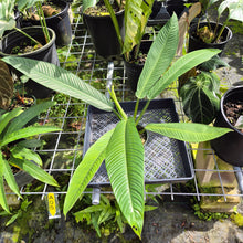 Load image into Gallery viewer, Philodendron Campii Lynette, Exact Plant Ships Nationwide
