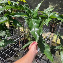 Load image into Gallery viewer, Philodendron Thaumatophyllum Goeldii X Selloum African Fantasy, Exact Plant
