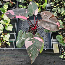 Load image into Gallery viewer, Philodendron Pink Princess Galaxy, Exact Plant Variegated Ships Nationwide
