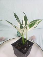 Load image into Gallery viewer, Jessica &#39;peace Lily&#39;, Exact Plant, variegated Spathiphyllum
