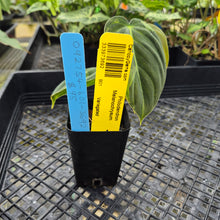 Load image into Gallery viewer, Philodendron Melanochrysum, Exact Plant Variegated Ships Nationwide
