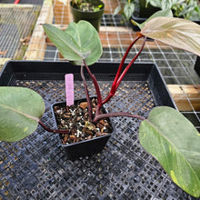 Load image into Gallery viewer, Philodendron Orange Princess, Exact Plant Variegated Ships Nationwide
