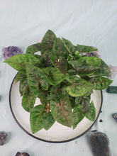 Load image into Gallery viewer, Christmas, Exact Plant, multi pot, variegated Syngonium
