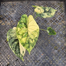 Load image into Gallery viewer, Alocasia dragon scale albo Exact Plant Ships Nationwide
