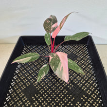 Load image into Gallery viewer, Philodendron Pink Princess Galaxy Variegated exact plant, Fedex 2day*
